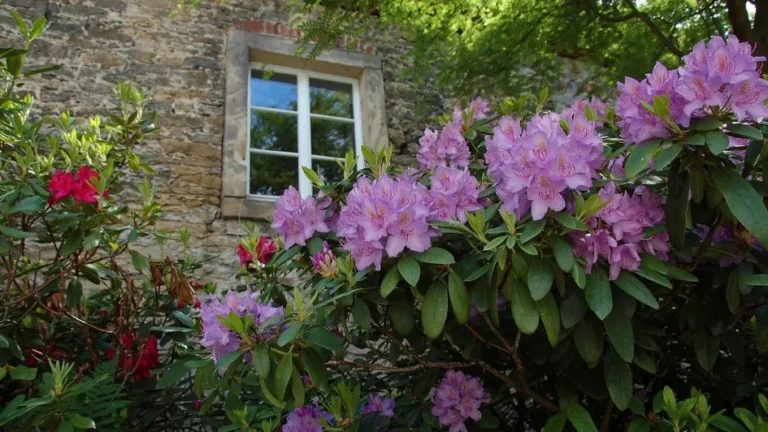 Alte Mühle Rododendron