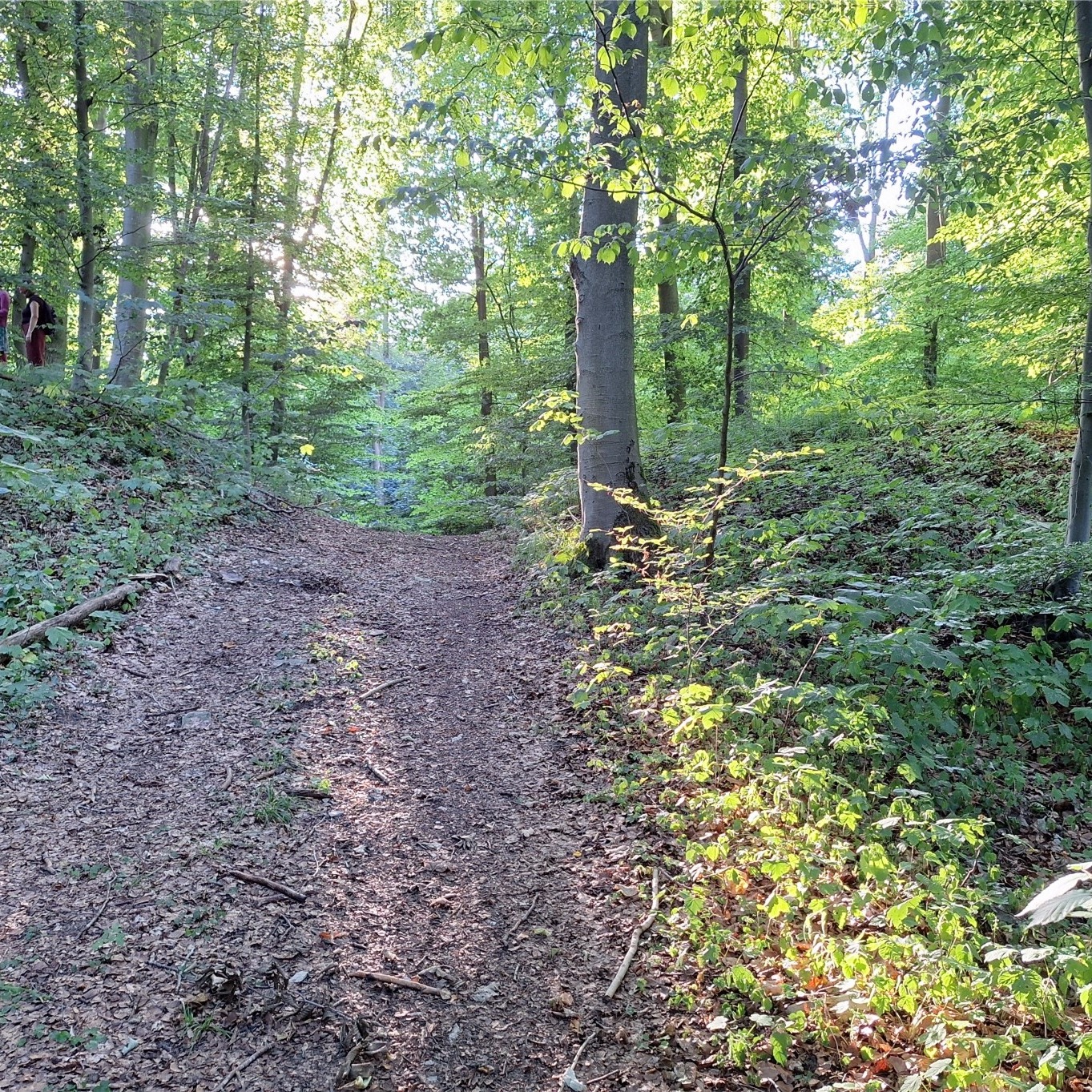 »ERDE ERLEBEN« Wyda-Wanderung um die Wallburg Gellinghausen